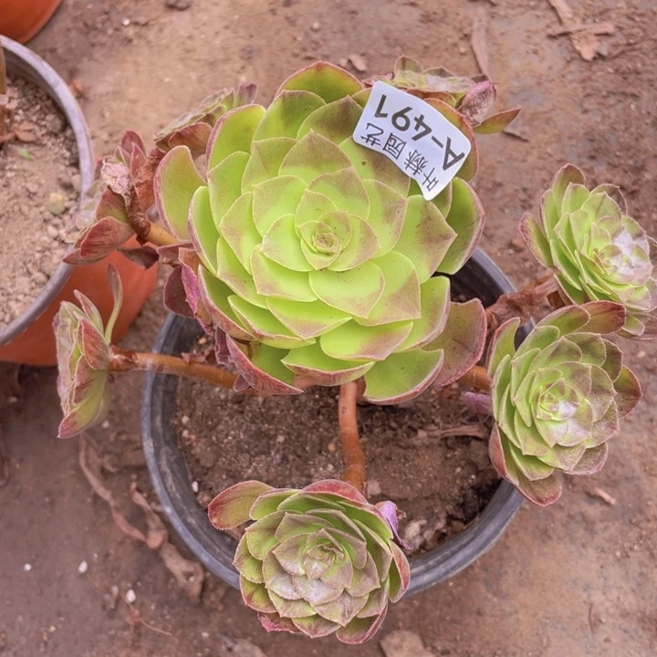 491黑多肉12345678