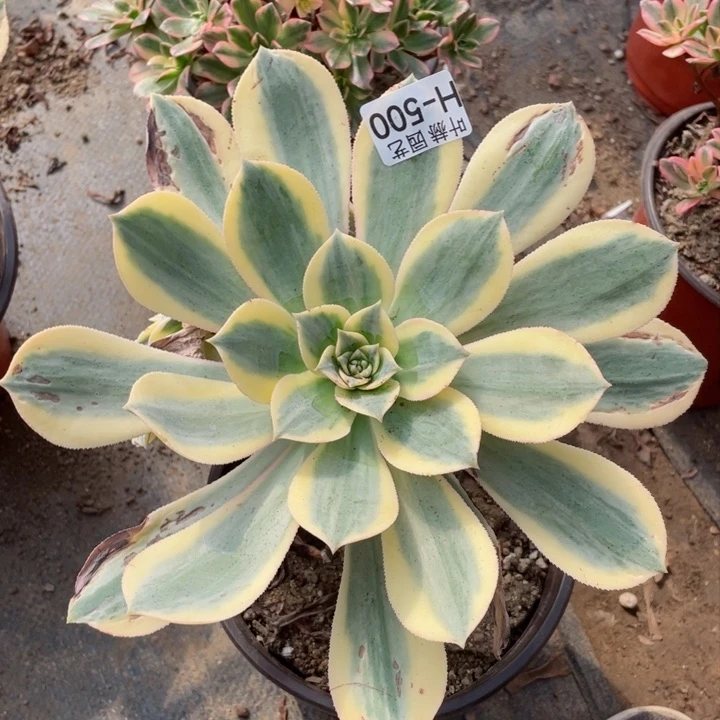 500灿烂多肉12345678