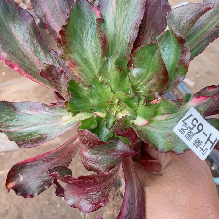 657魅影七彩嫁接有砍多肉1，12345678