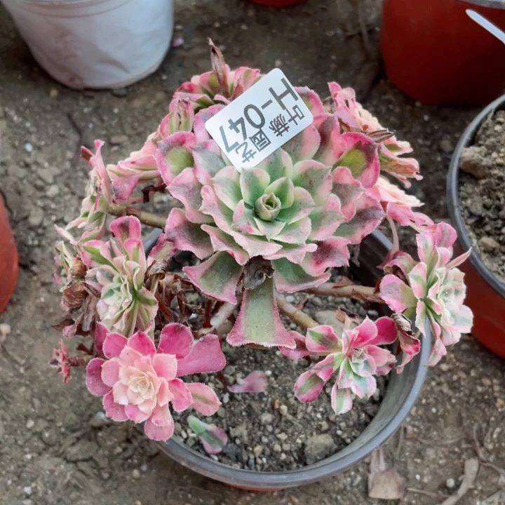 47桐柏多肉12345688