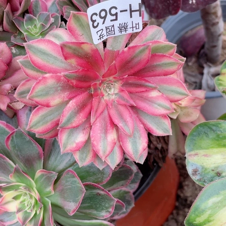 563黑膜锦多肉12345678