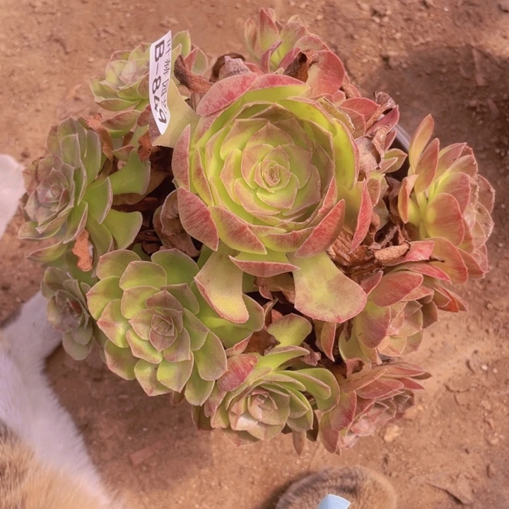 849黑多肉12345678