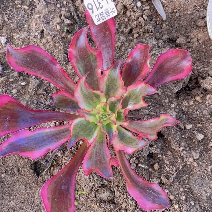 316魅影多肉12345678