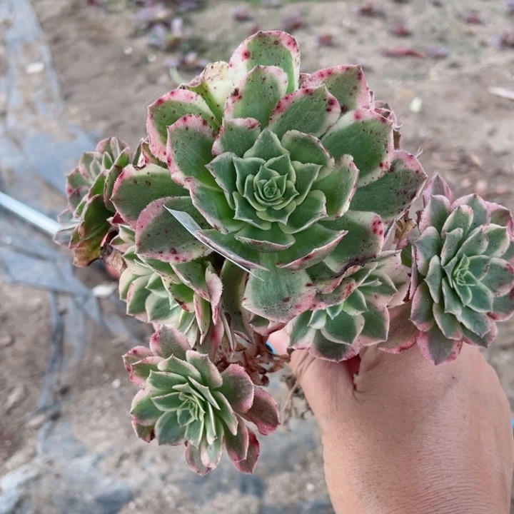 635海王多肉12345678