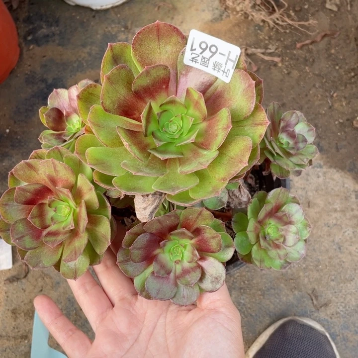 661黑膜多肉12345678有断