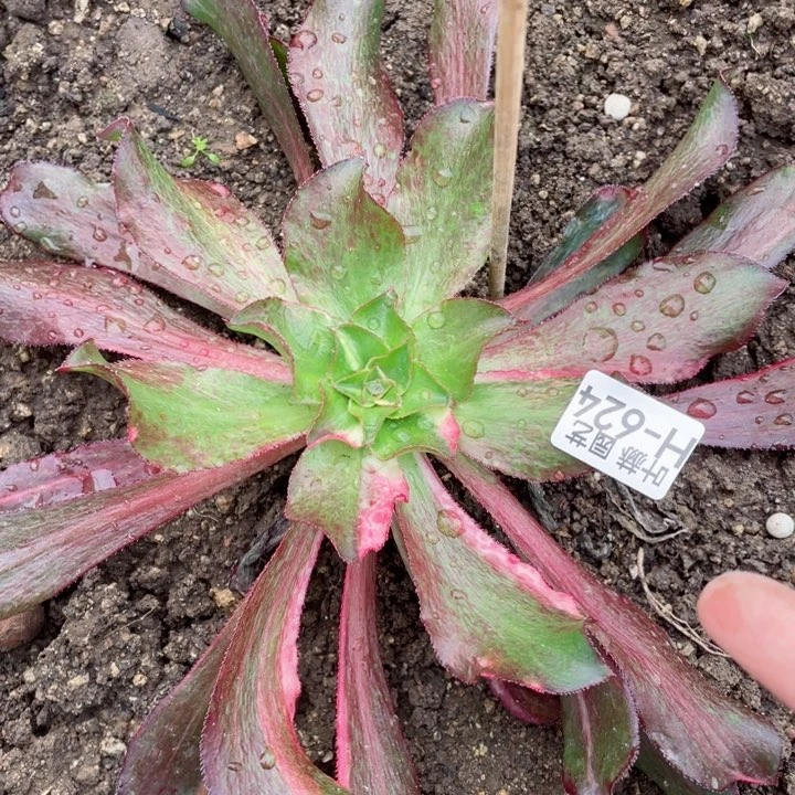 624魅影七彩多肉12344678