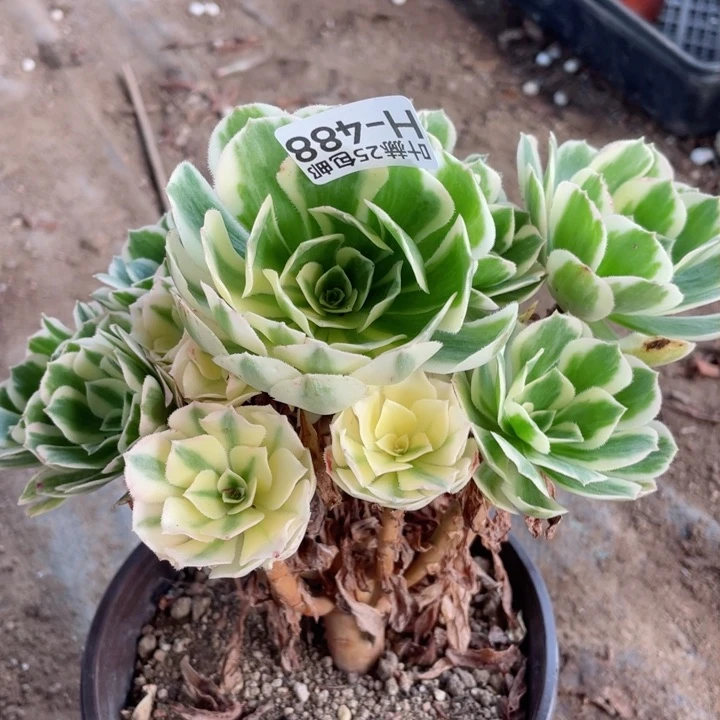 488迈巴赫多肉12345678