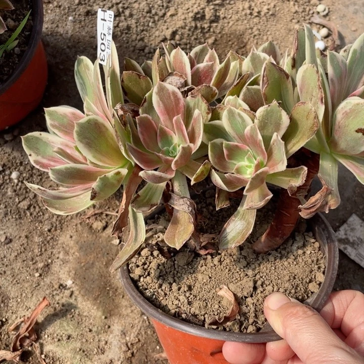 503浣纱多肉12345678