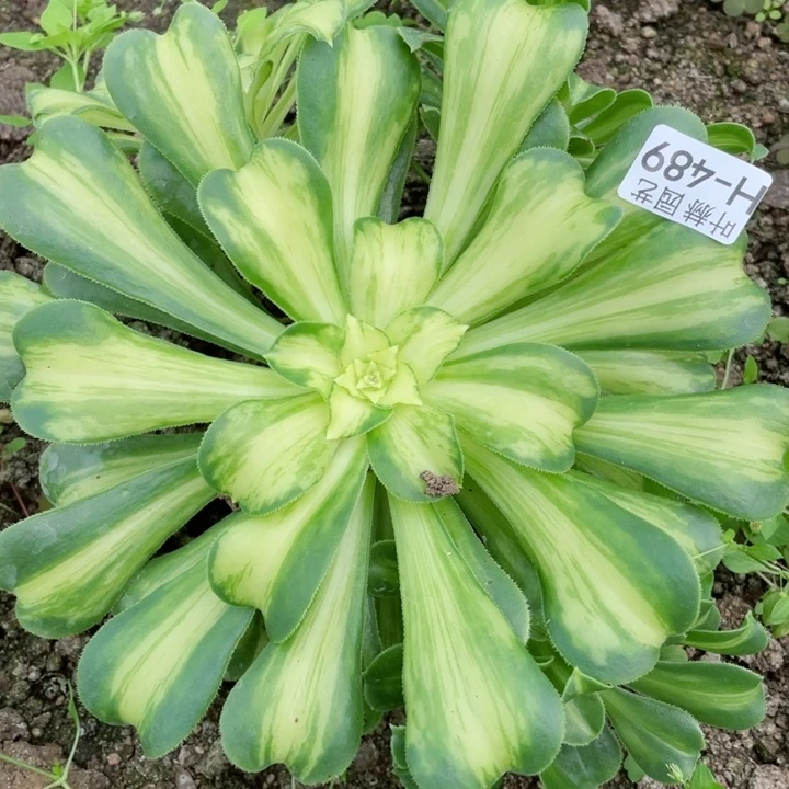 489琉璃根少多肉12345678