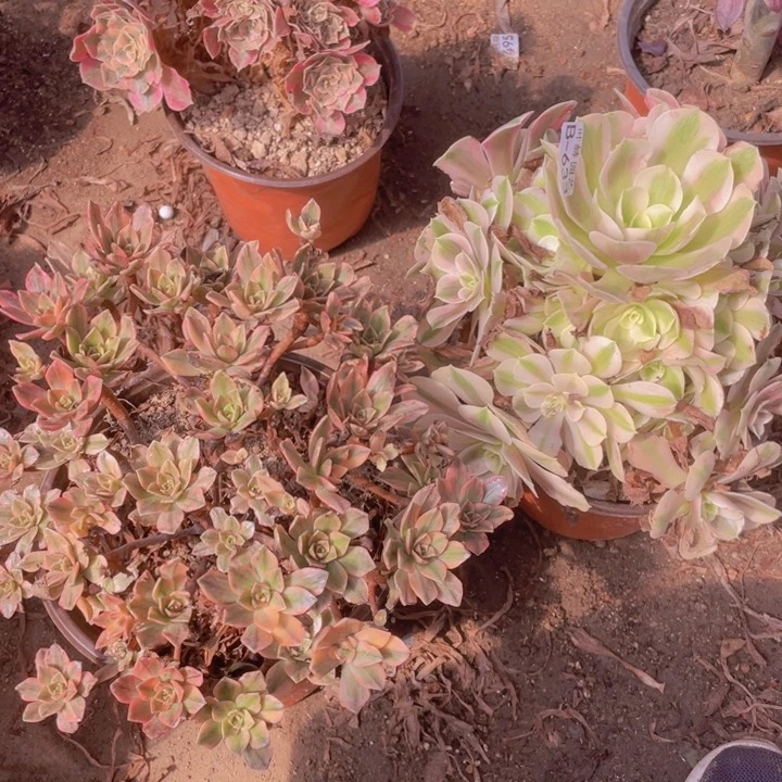 ?****杰633法师6颗多肉12345678