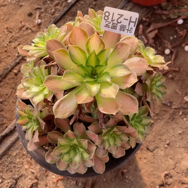 218韶华多肉12345678