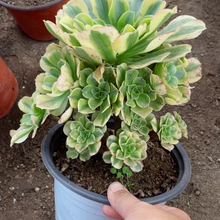 763金丝多肉12345678