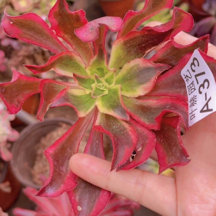 373魅影多肉12345678