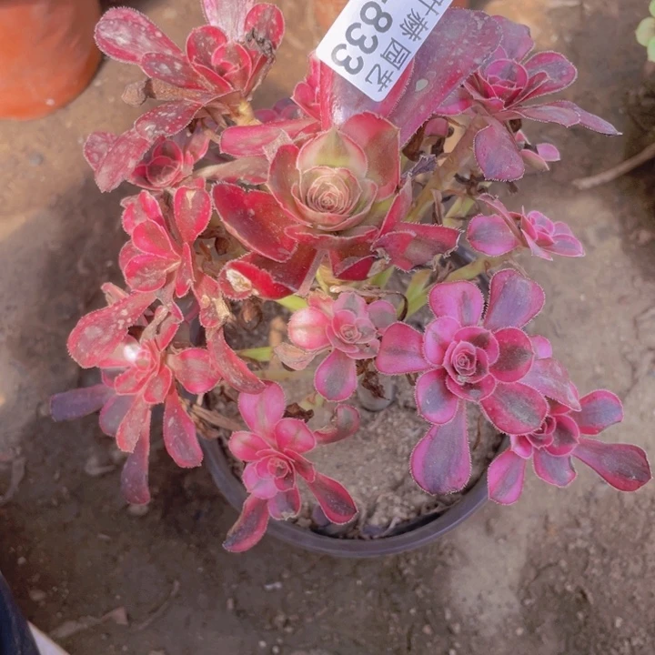 833香多肉12345678