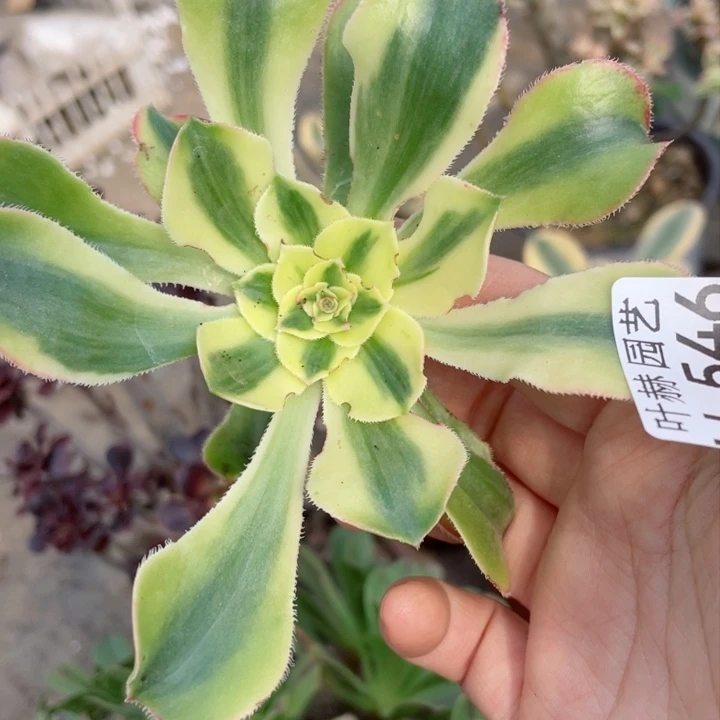 开**兔540保时捷砍头12345689多肉