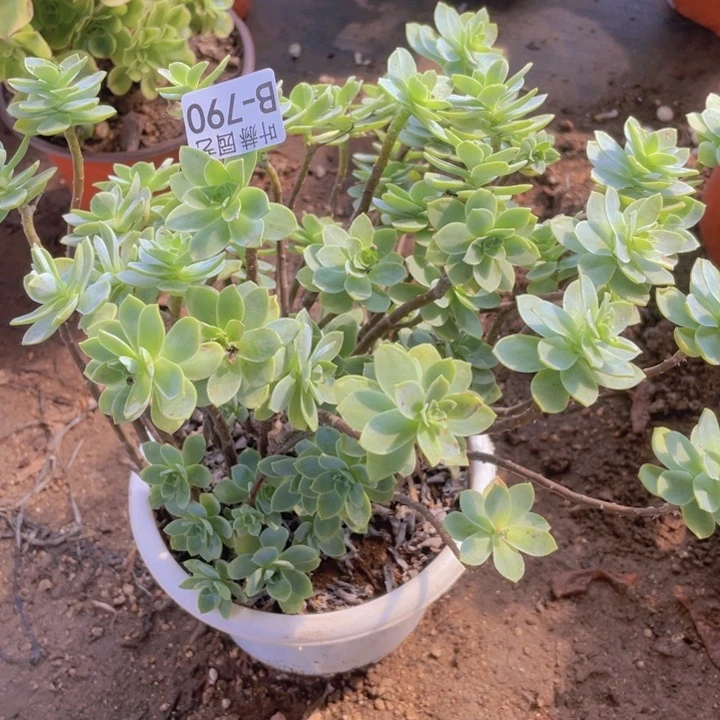 790包多肉1，12345678