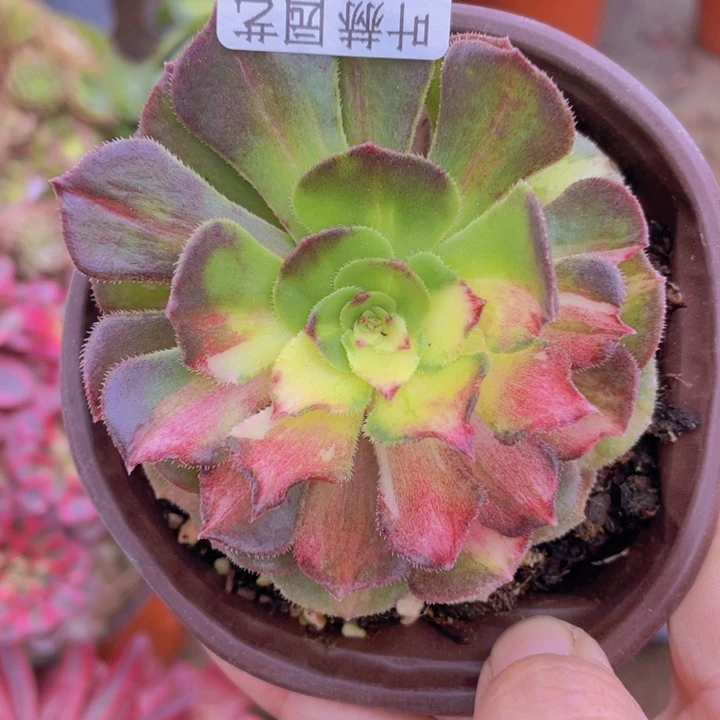 410海多肉12345678