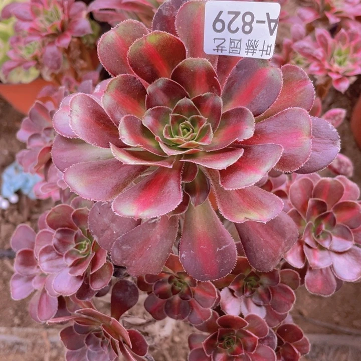 829晚霞多肉12345678