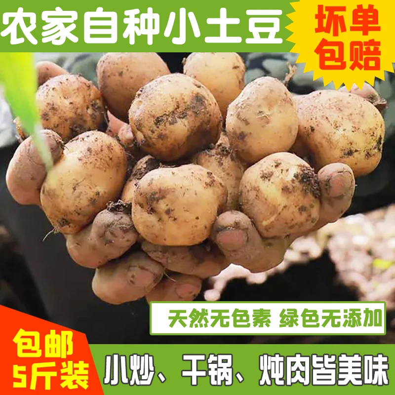 湖北荆州特产农家2025年迷你小土豆新鲜洋芋黄心马铃薯5斤包邮