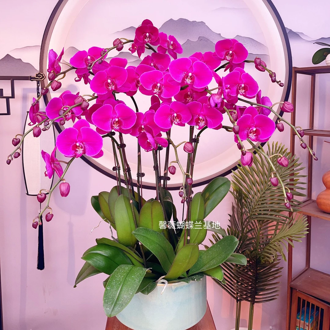 【黑红宝石】精品蝴蝶兰.室内植物（红双喜）