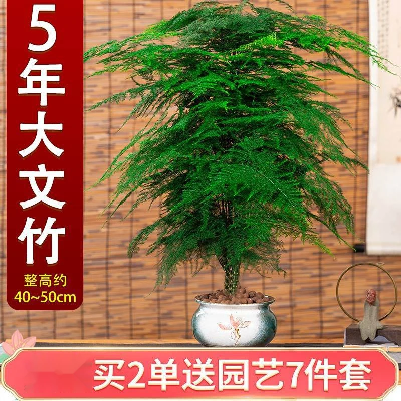 大文竹盆栽大型植物办公室内花卉四季常青绿植客厅空气净化老桩盆