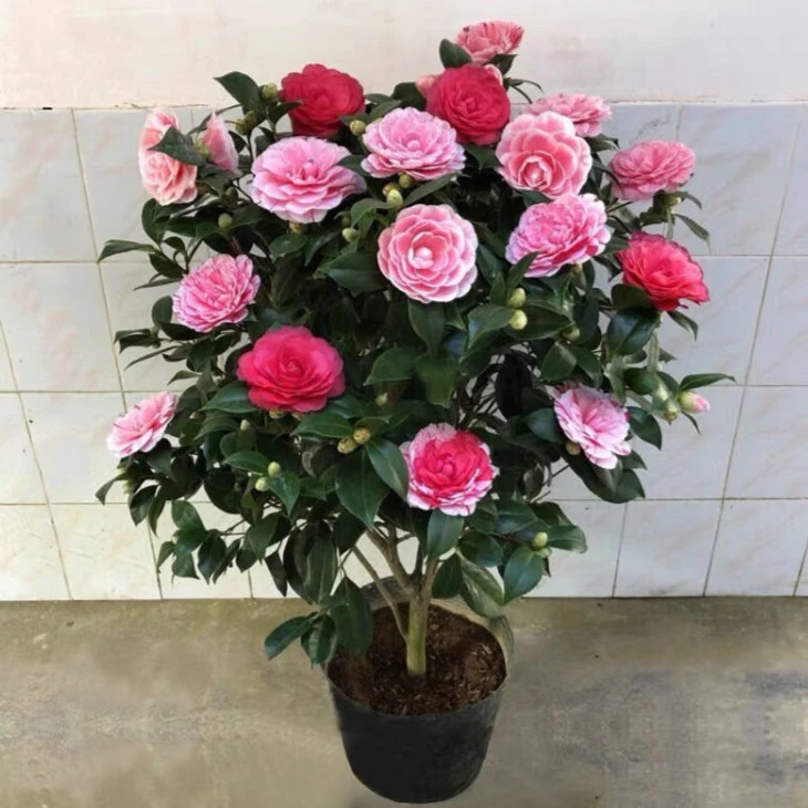 五色赤丹茶花树开花多色花苞满头庭院阳台盆栽地栽原盆原土好养活
