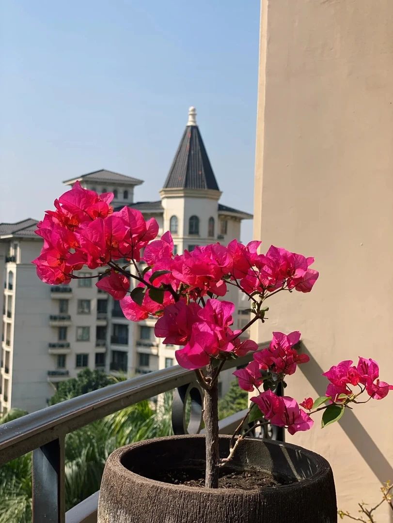 两个厨子的福袋