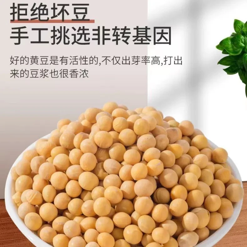 （铁柱家）东北小粒黄豆非转基因打豆浆生豆芽专用5斤包邮！