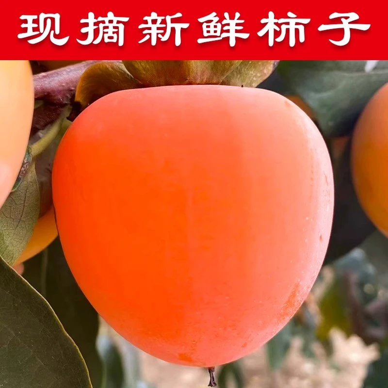 陕西富平新鲜大尖柿子