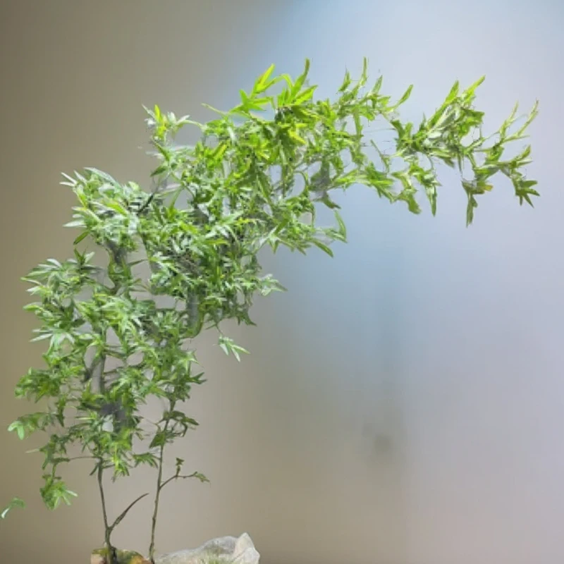 簕竹生桩一物一拍，虫洞碳化属自然现象，一旦售出概不退货介意勿拍