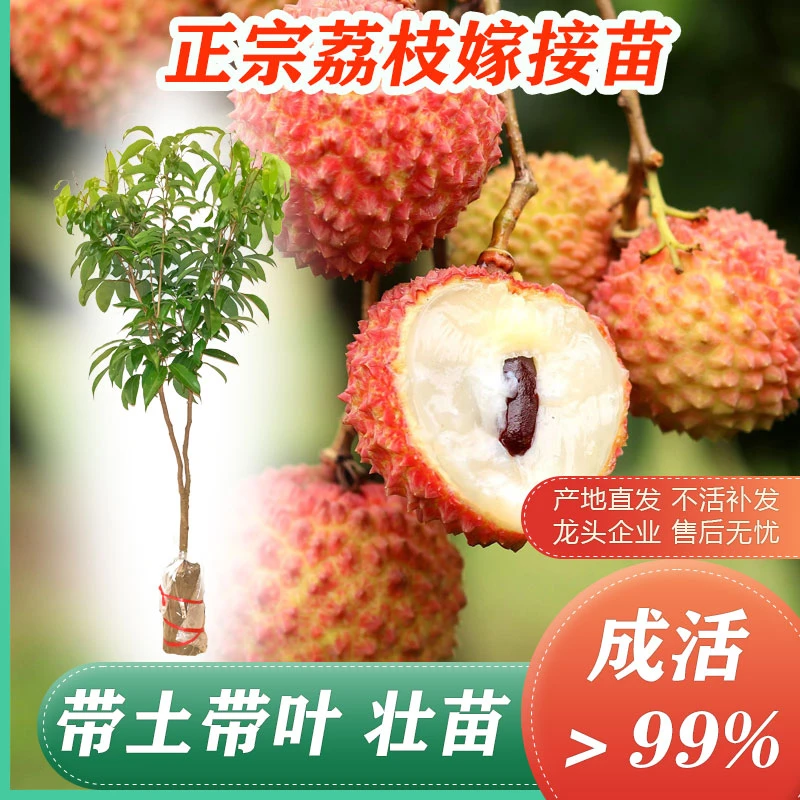 荔枝苗冰荔嫁接苗树桂味妃子笑仙进奉玲丰糯荔枝当年结果带土叶