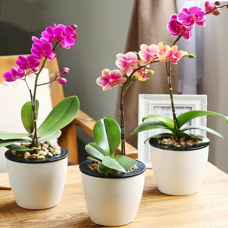 蝴蝶兰盆栽带花剑盆栽兰花大苗室内种植植物四季好养珍贵绿植花卉