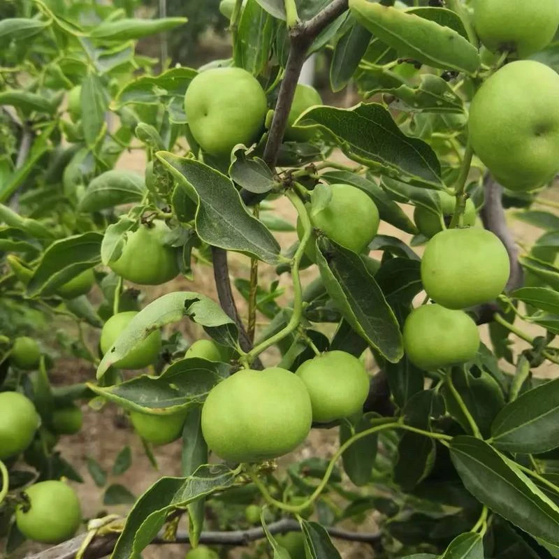 龙蟠盆景素材、造形盆景