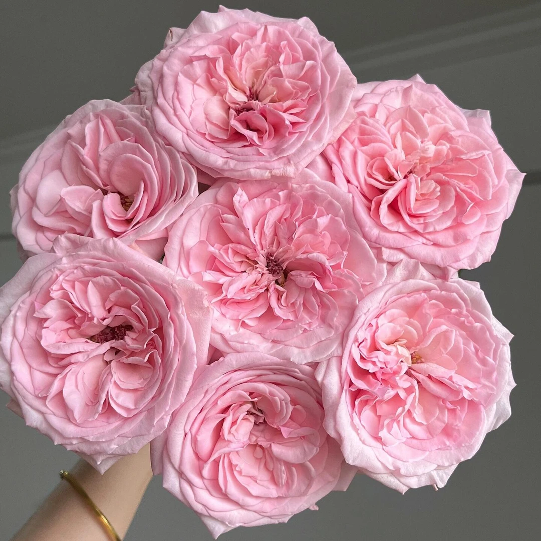 粉荔枝玫瑰鲜切花 粉色系鲜花云南鲜花玫瑰花 [1单中通2单顺丰]