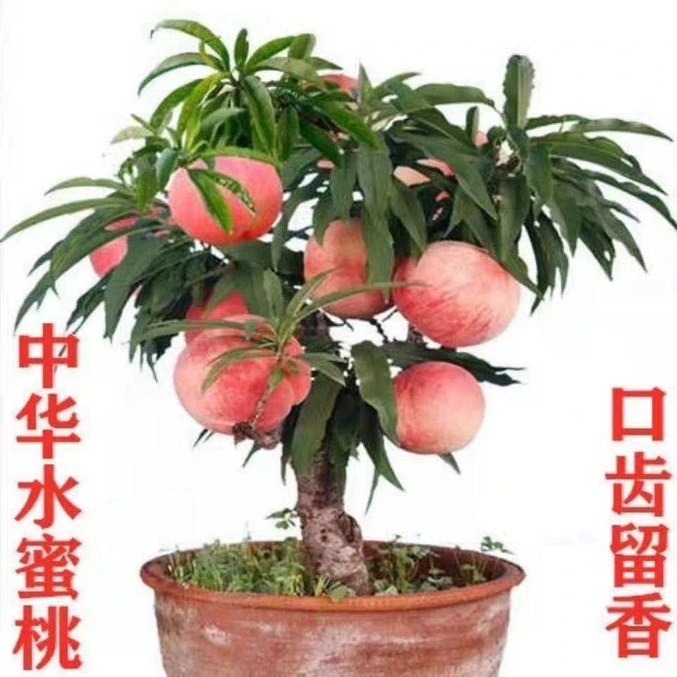 矮化桃树树苗盆栽地栽大果好吃