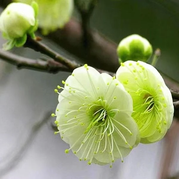 原上绿梅盆景老桩 浓香型梅花 耐寒庭院植物带花苞