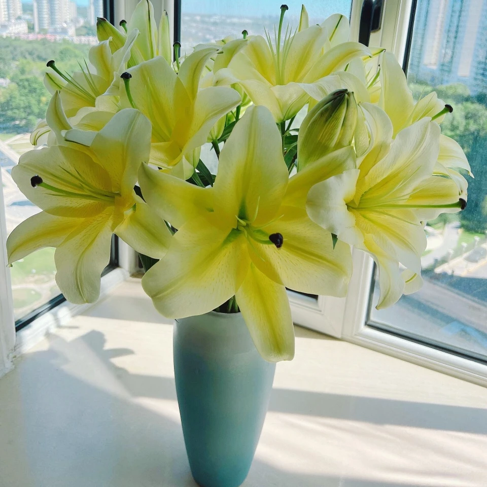 （粉丝福利）东北辽宁鲜花基地直发顺丰包邮 浓香 花期长 漂亮 黄色