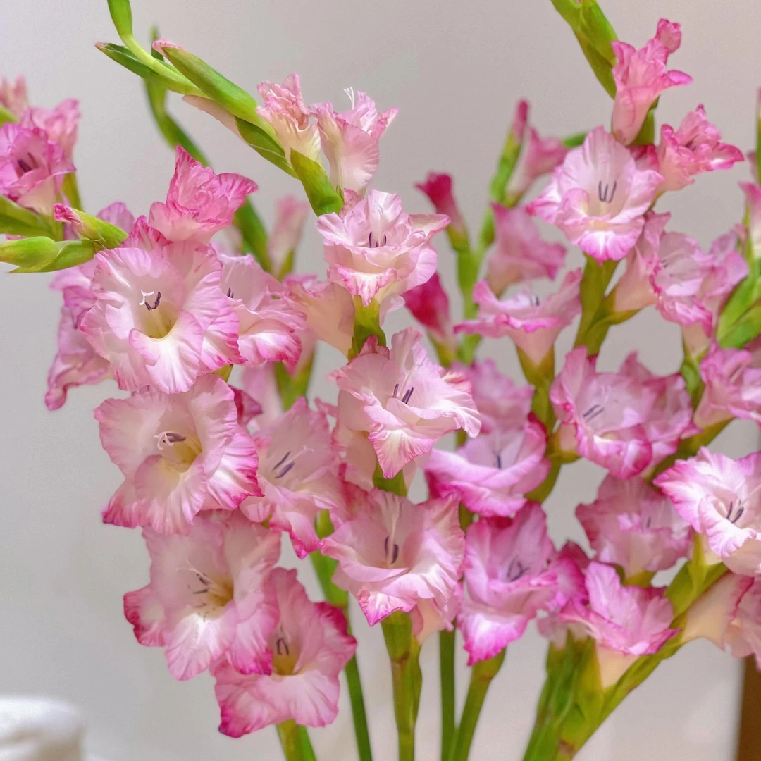 【彩雀剑兰】节节高鲜切花东北发货顺丰包邮居家优选鲜花漂亮水生养