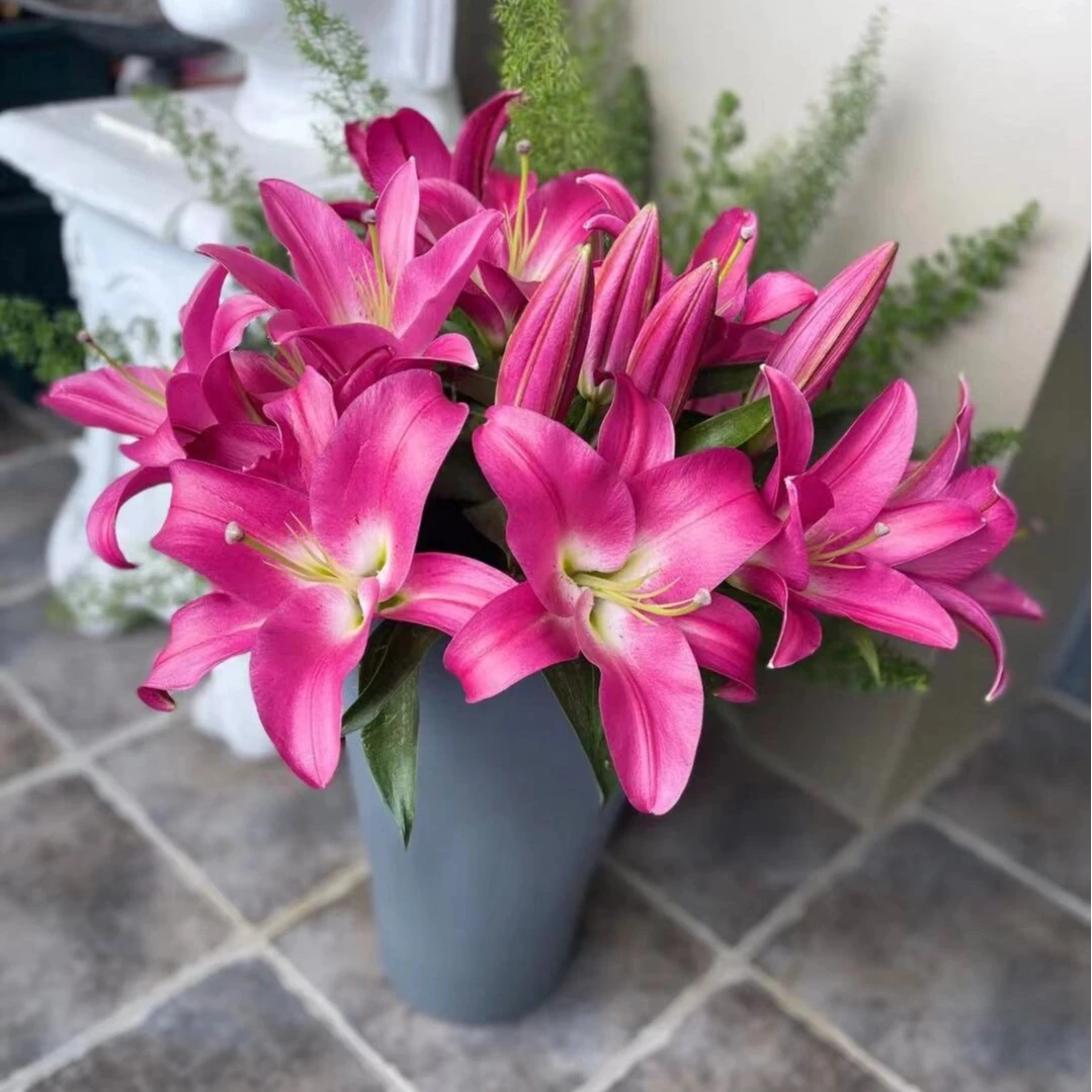 （新春大礼包）鲜花礼包走亲访友精选东北基地竞争黄天霸西伯利亚