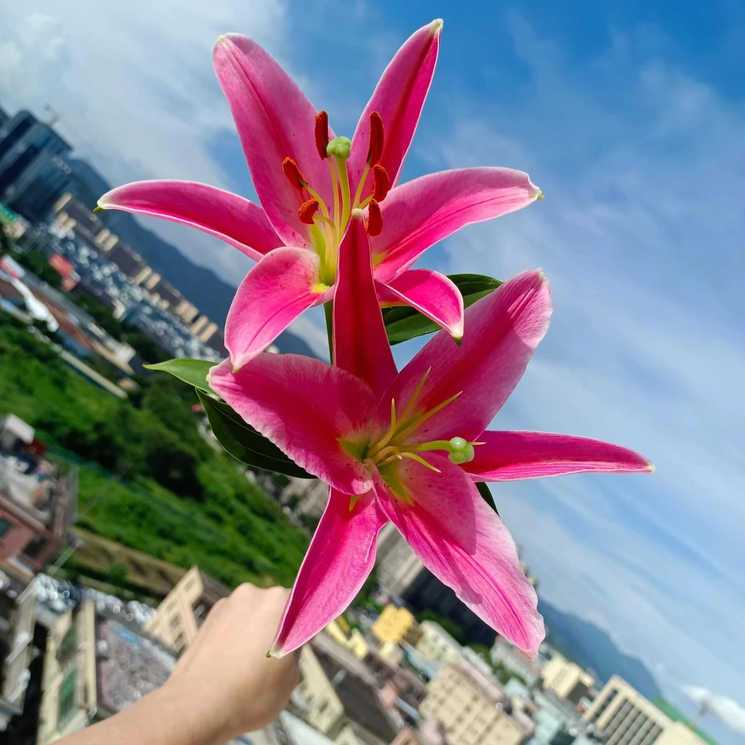 【西诺红】淡香百合东北凌源产地发顺丰包邮鲜切花办公室清新艳丽