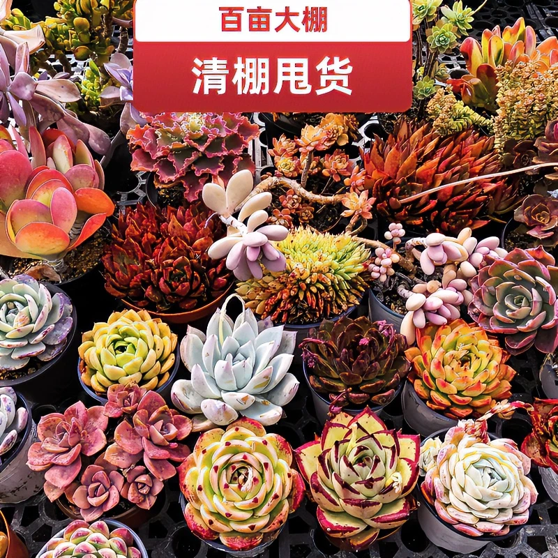 百亩清棚甩货多肉植物套餐组合大老桩群生熊童子多肉盆栽精选发货