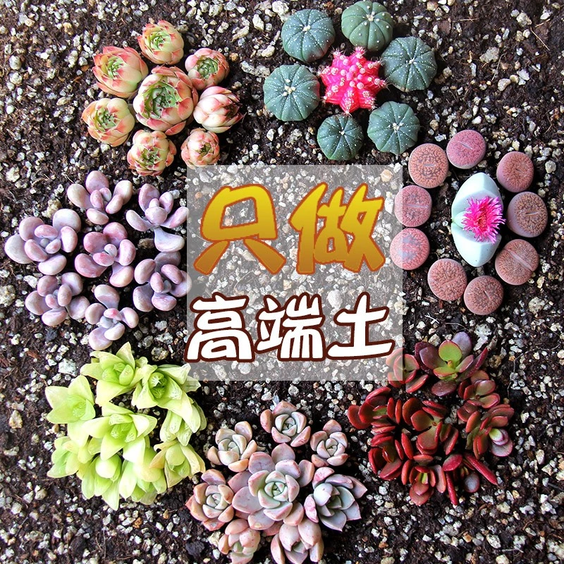 多肉营养土专用颗粒进口草炭有机花土家用盆栽种多肉通用型包邮