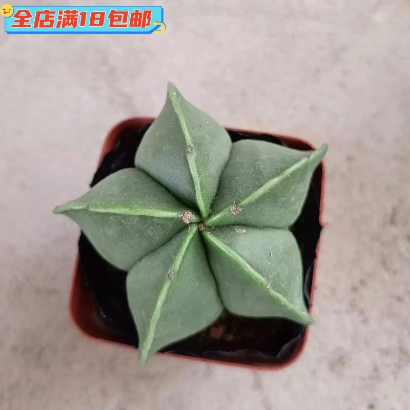 五角栾凤玉仙人球多肉植物花卉绿植盆栽阳台窗台办公室办公桌