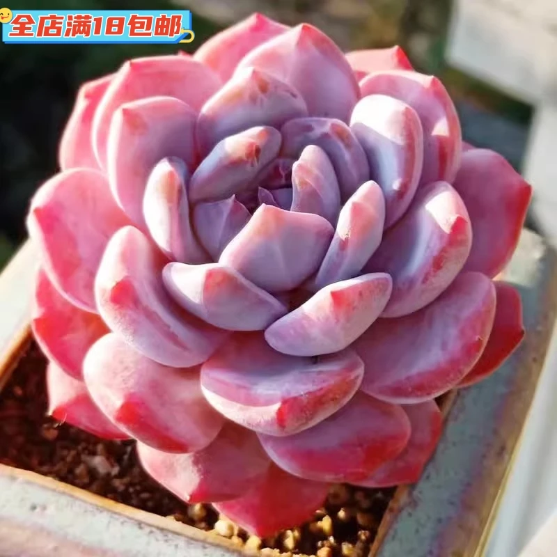 橙梦露多肉大颗多肉植物老桩手捧小盆栽办公室可爱肉肉粉色大橙子