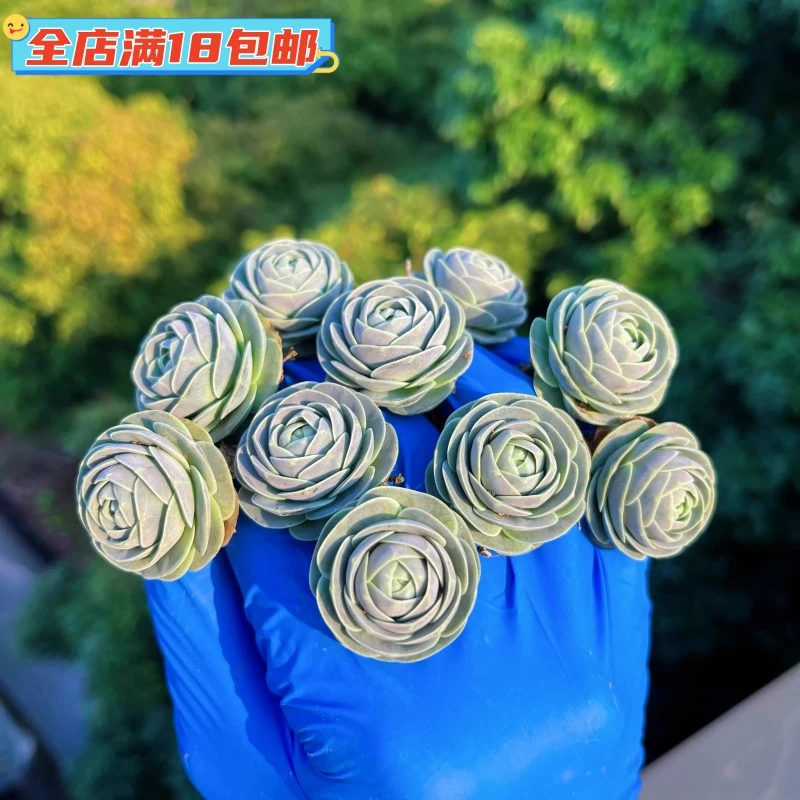 多头群生子持莲华多肉植物肉肉盆栽绿植花卉办公桌面阳台小花精选