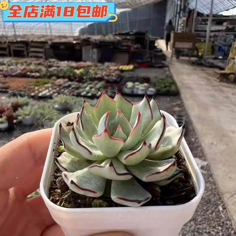 剑司诺娃多肉植物盆栽办公室内好养精品可爱好活肉肉窗台阳台办公