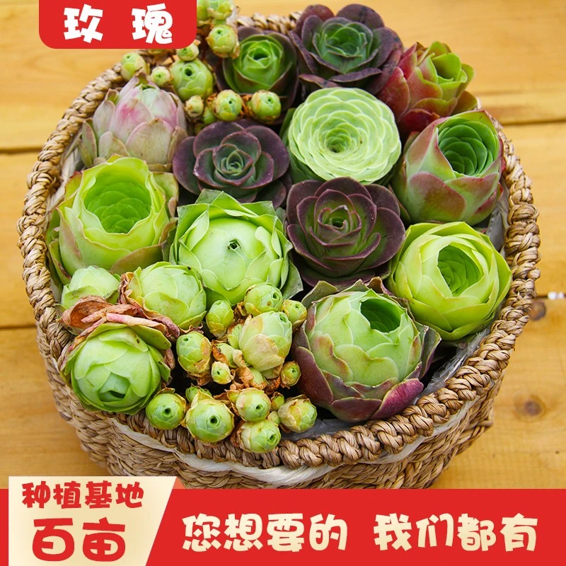 沐绿歌山地玫瑰耶罗鸡蛋盖瑞米尔水蜜桃翡翠球多肉小盆栽花卉包邮