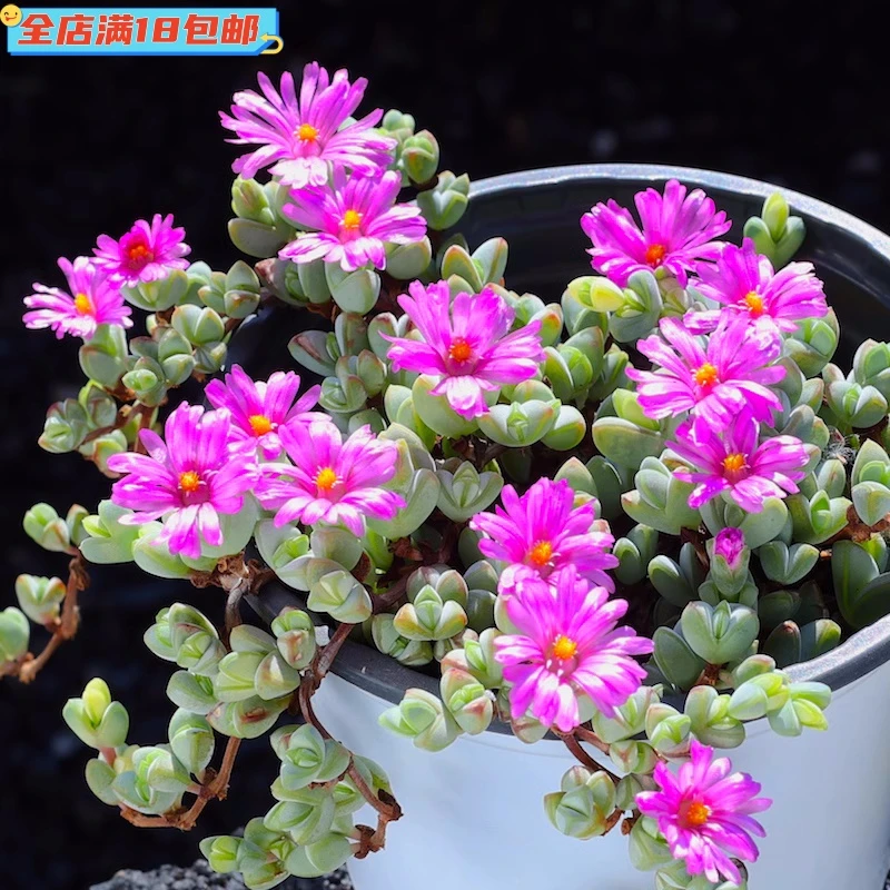 碧玉莲多肉植物组合盆栽懒人网红精品室内大颗肉肉好养老桩绿植