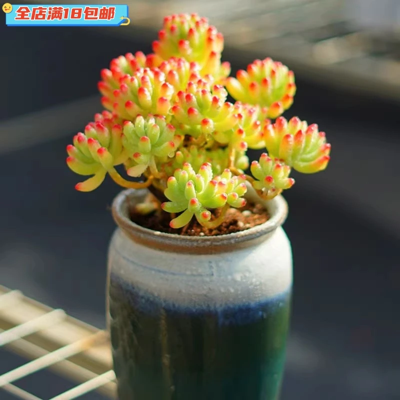 果冻乙女心 新手好养多肉植物群生组合大棵清棚木质老桩新手好养