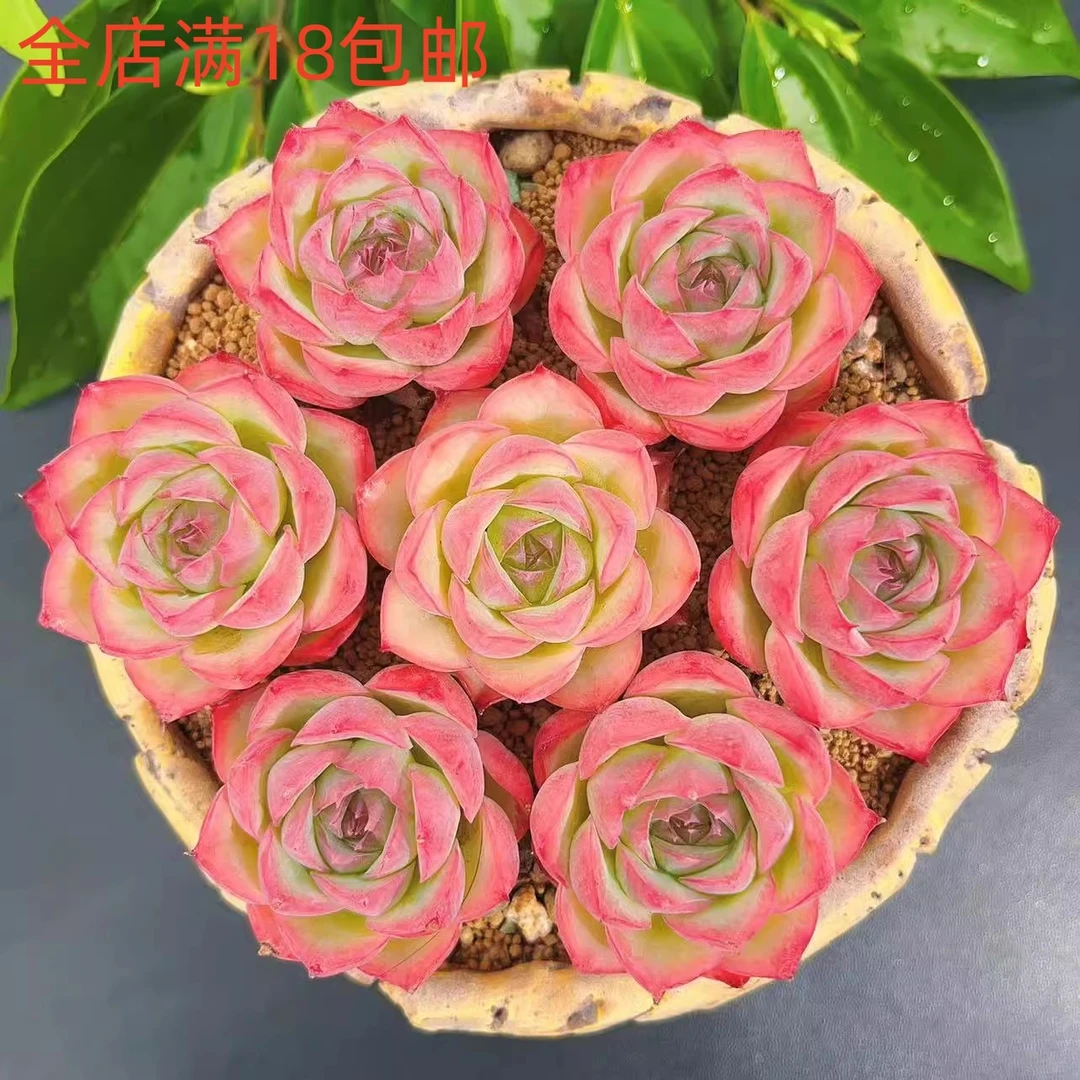 侧影精品多肉办公室阳台绿植园艺盆栽花卉庭院多肉植物